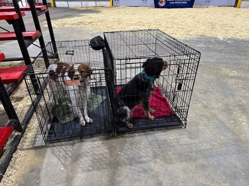 Teddy and Ruby waiting during Penny's time in the show ring.