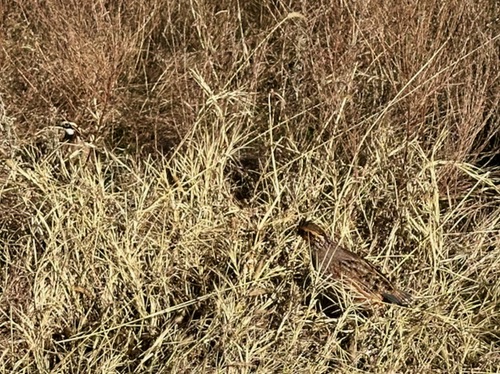 Two quail in this picture, taken while on a walk