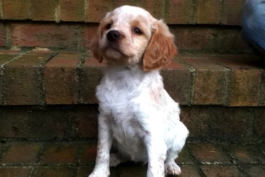 Gypsy - 7 weeks
December 2011 Gypsy - 7 weeks
December 2011