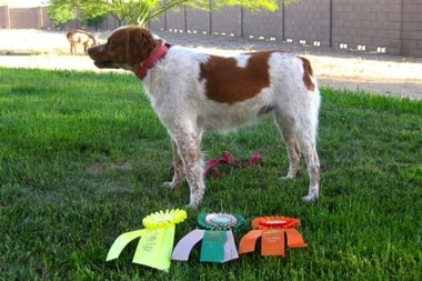 Gypsy - Awards from 2013 CEB-US field trials and show Gypsy - Awards from 2013 CEB-US field trials and show