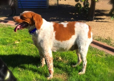 Gypsy - Age 4 (and pregnant)
November 2015 Gypsy - Age 4 (and pregnant)
November 2015