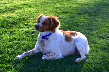 Gypsy - Age 5
March 2017 Gypsy - Age 5
March 2017
