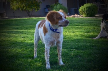 Gypsy - Age 5
March 2017 Gypsy - Age 5
March 2017
