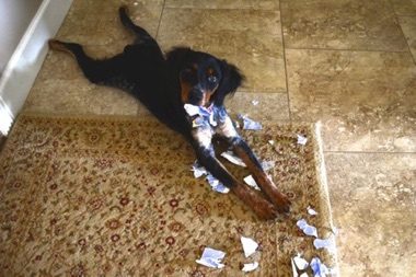 Josie was a naughty puppy. Josie was a naughty puppy.