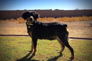 Josie - Age 2 1/2
October 2016
Josie - Age 2 1/2
October 2016