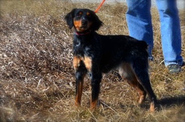 Josie - Age 1
February 2015 Josie - Age 1
February 2015