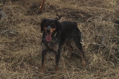 Josie - Age 3
January 2017 Josie - Age 3
January 2017
