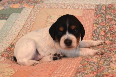 Nellie - 3 weeks Nellie - 3 weeks