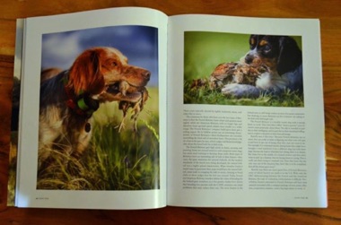 Nellie's photo featured in
Dec 2014 Covey Rise
Photo by Lauren Till Nellie's photo featured in
Dec 2014 Covey Rise
Photo by Lauren Till