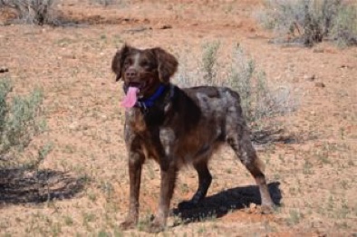 Rosie - 8 years Rosie - 8 years