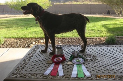 Rosie - Age 7
2013 CEB Field Trials
1st Reserve, Open Solo and Pass with Honor, Open Braces Rosie - Age 7
2013 CEB Field Trials
1st Reserve, Open Solo and Pass with Honor, Open Braces