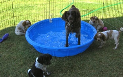 Rosie - Age 5 with her 3rd litter Rosie - Age 5 with her 3rd litter