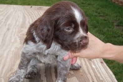 Rosie - 5 weeks Rosie - 5 weeks