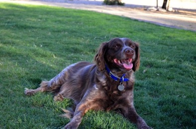 Rosie - 9 years
Rosie - 9 years