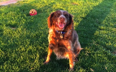 Rosie - 10 years
Rosie - 10 years
