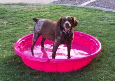 Rosie still loves the water (age 11) Rosie still loves the water (age 11)