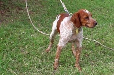 Vetessa's sire - Tahdeste des Pigenettes Vetessa's sire - Tahdeste des Pigenettes