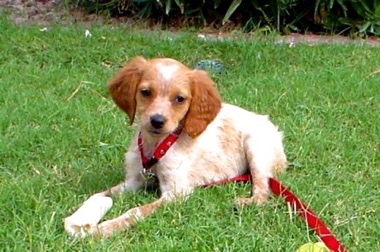 Tess - 12 weeks
August 2004 Tess - 12 weeks
August 2004