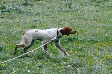Tess - Age 1 Tess - Age 1