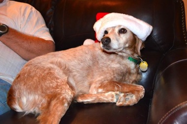 Tess loves the holidays! Tess loves the holidays!