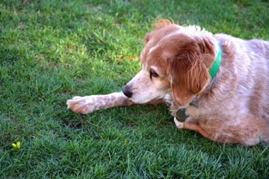 Tess watching a bee ...
she kills them too! Tess watching a bee ...
she kills them too!