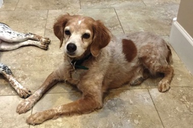 Tess - Age 11 Tess - Age 11