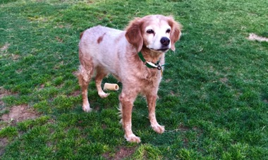 Tess - Age 12 Tess - Age 12