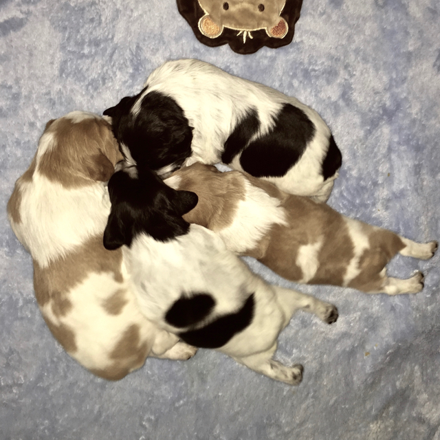 French Brittany Puppies