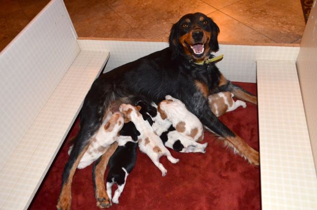 French Brittany Puppies