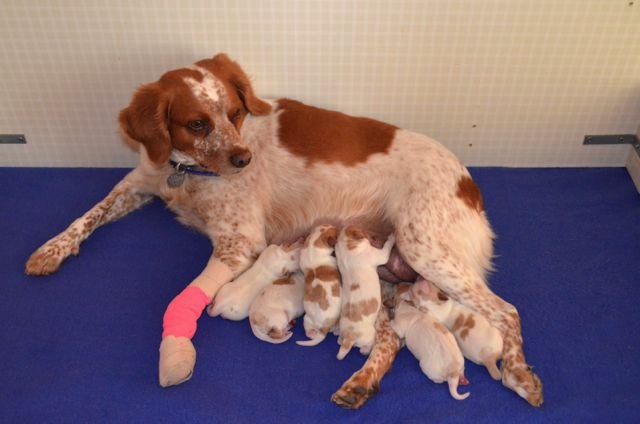 French Brittany Puppies