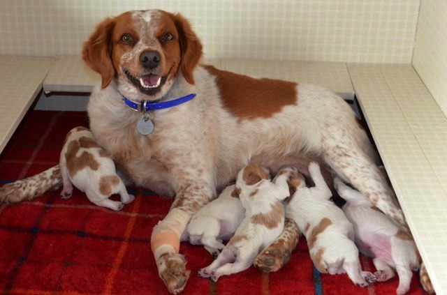 French Brittany Puppies