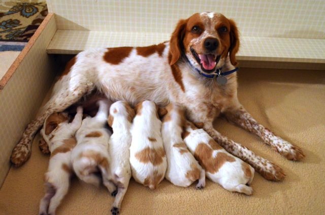 French Brittany Puppies