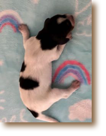 Puppy 1 - Tricolor Female
Weight: 11 1/8 oz