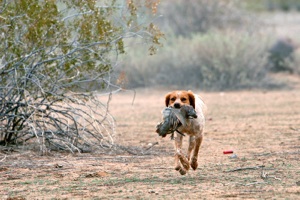 French Brittany retrieving