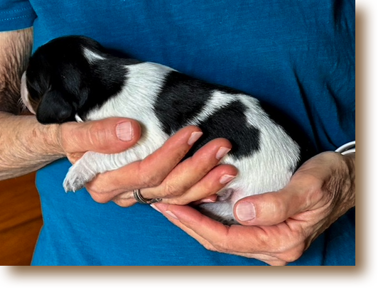 Vader - 1 week old