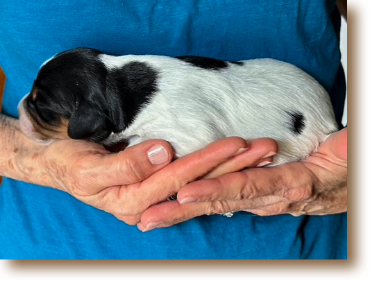 Valerie - 1 week old