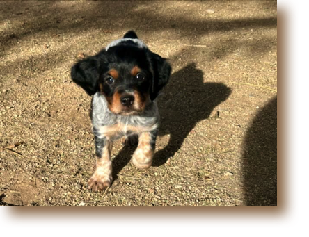 Vinny - 6 weeks
Weight: 5# 9 1/2 oz