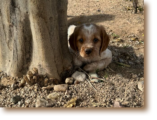 Victor - 7 weeks